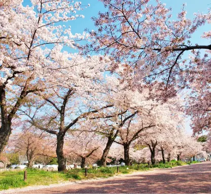 Image of Expo '70 Commemorative Park: A Blossoming Oasis in Osaka